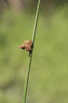 American bulrush